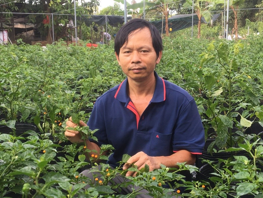 Bảo Lâm Thành công từ mô hình trồng ớt chuông ứng dụng công nghệ cao