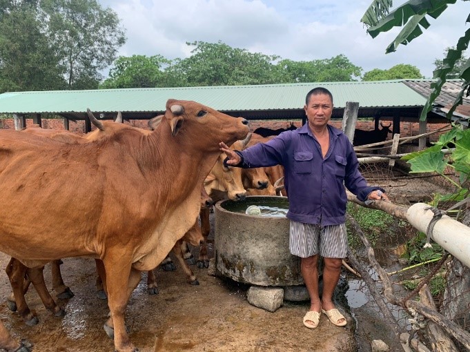 Hiệu quả từ Mô hình liên kết chăn nuôi bò sinh sản tại xã Tú Nang huyện Yên  Châu